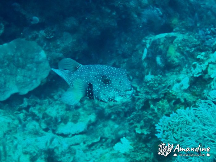 Arothron hispidus