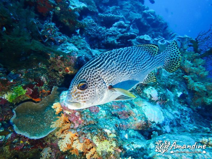 Plectorhinchus lineatus