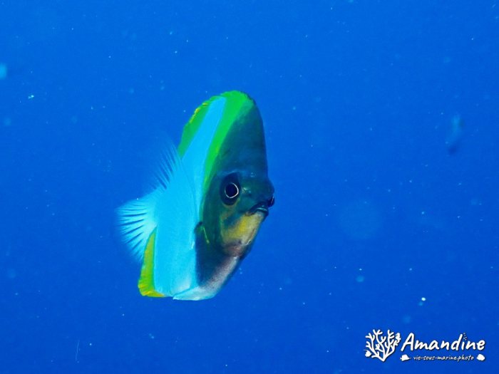 Hemitaurichthys polylepis