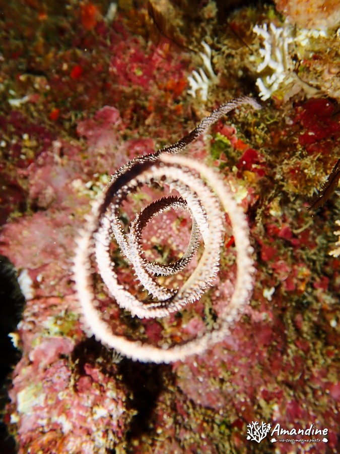 Cnidaires