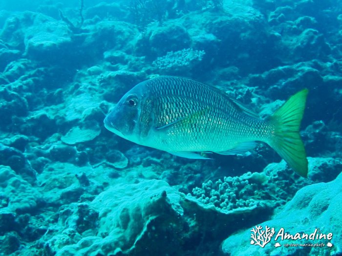 Poissons osseux
