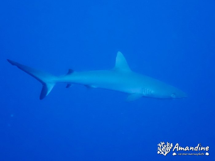 Requin gris de récif