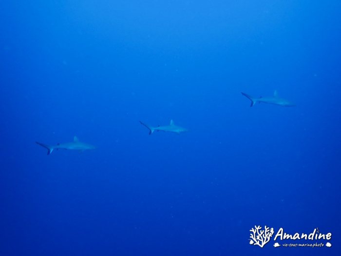 Requin gris de récif