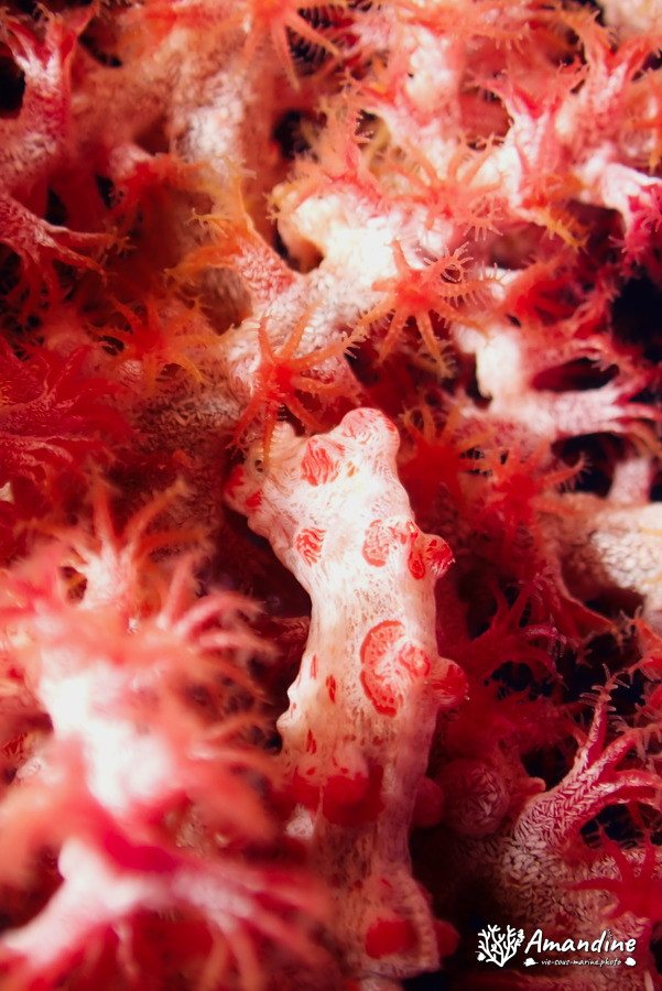 Hippocampus bargibanti