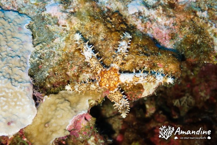 Étoile de mer