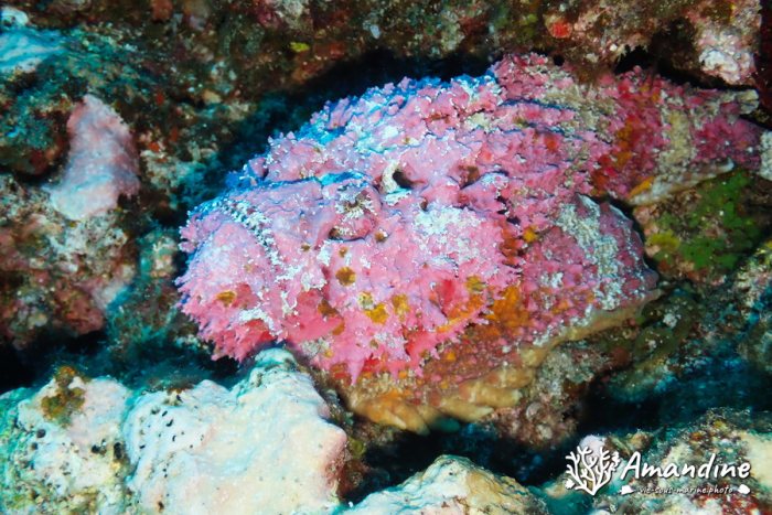 Synanceia verrucosa