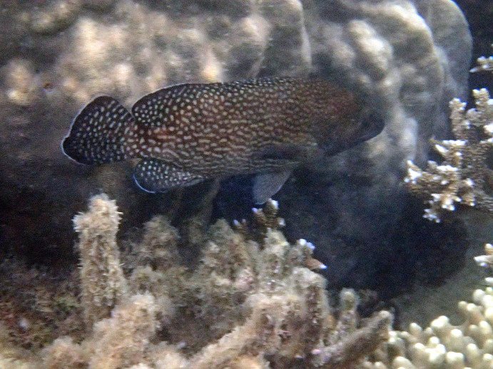Epinephelus ongus