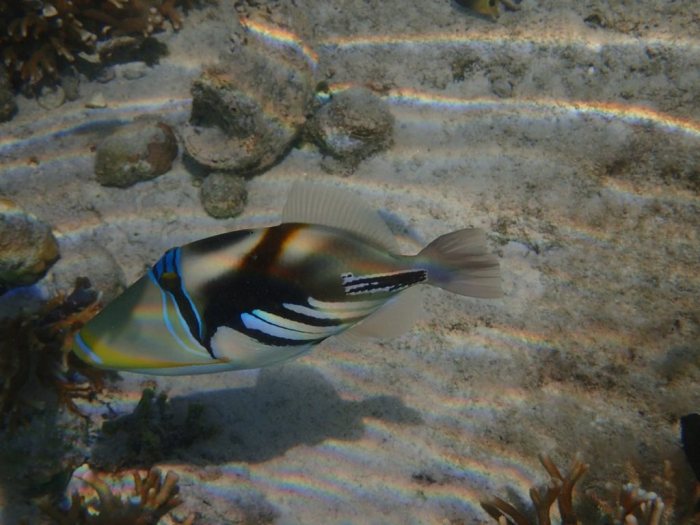 Rhinecanthus aculeatus
