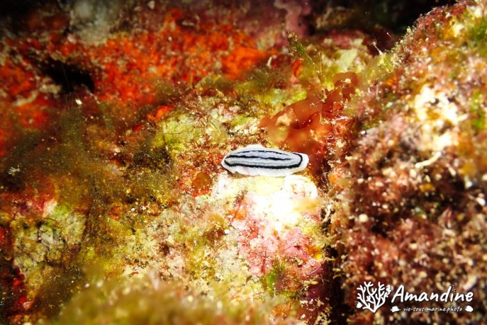 Phyllidiopsis xishaensis