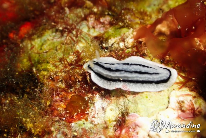 Phyllidiopsis xishaensis