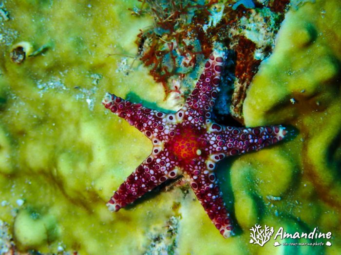 Neoferdina cumingi