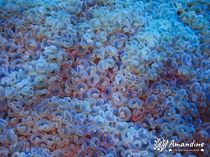 Euphyllia ancora