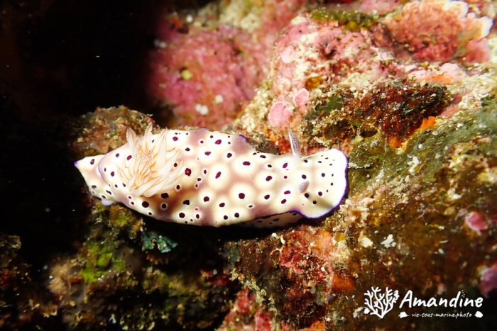 Hypselodoris tryoni
