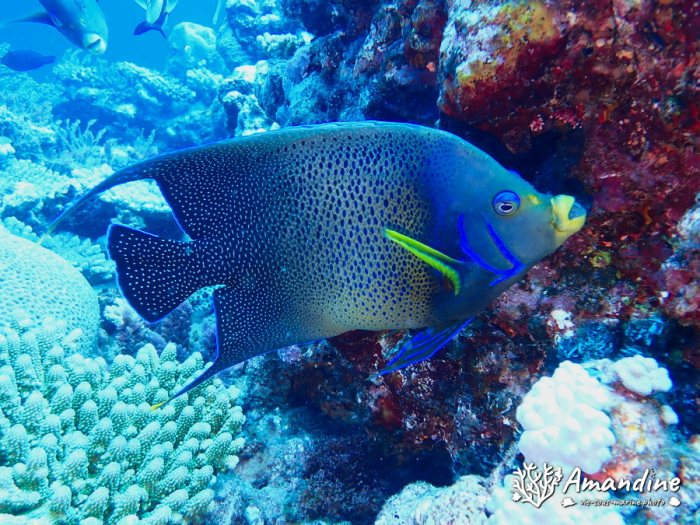 Pomacanthus semicirculatus