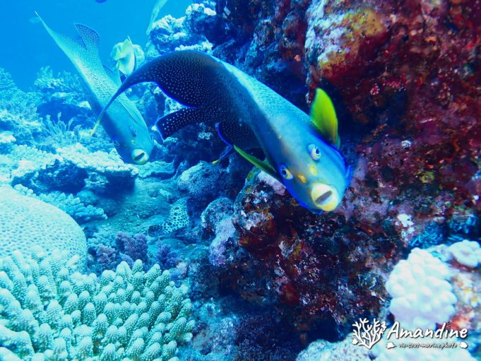 Pomacanthus semicirculatus