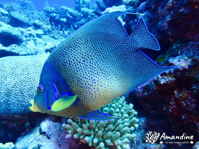 Pomacanthus semicirculatus