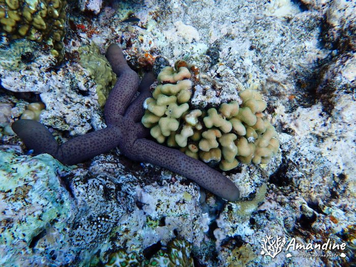 Étoile de mer