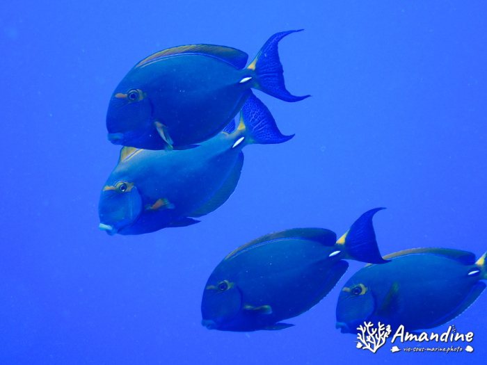 Acanthurus xanthopterus
