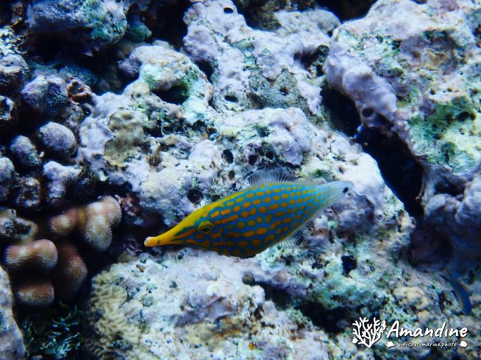 Oxymonacanthus longirostris