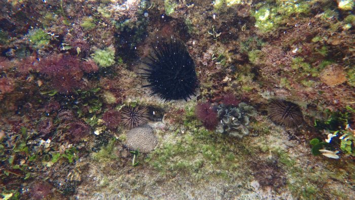 Echinometra mathaei