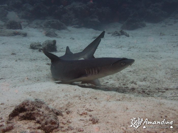 Requin à pointe blanche du lagon