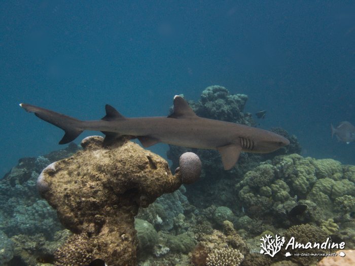 Requin à pointe blanche du lagon