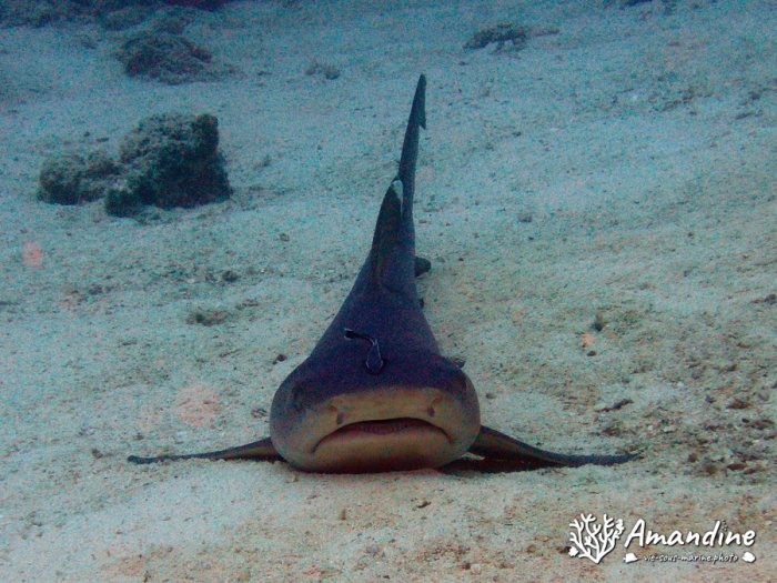 Requin à pointe blanche du lagon