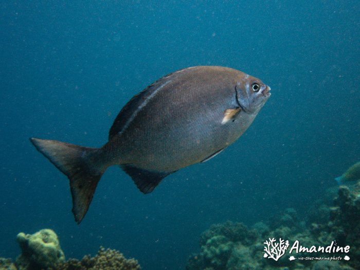 Kyphosus pacificus