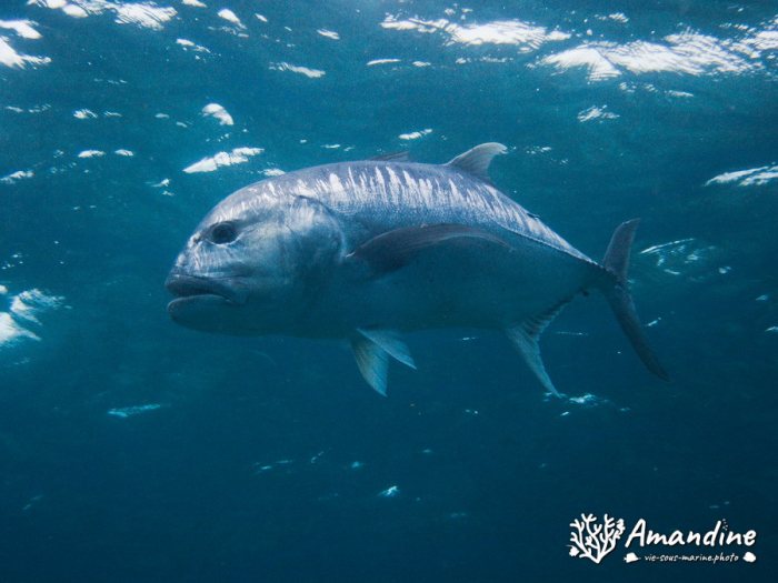 Caranx ignobilis