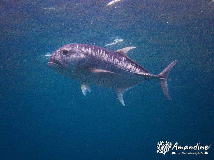 Caranx ignobilis