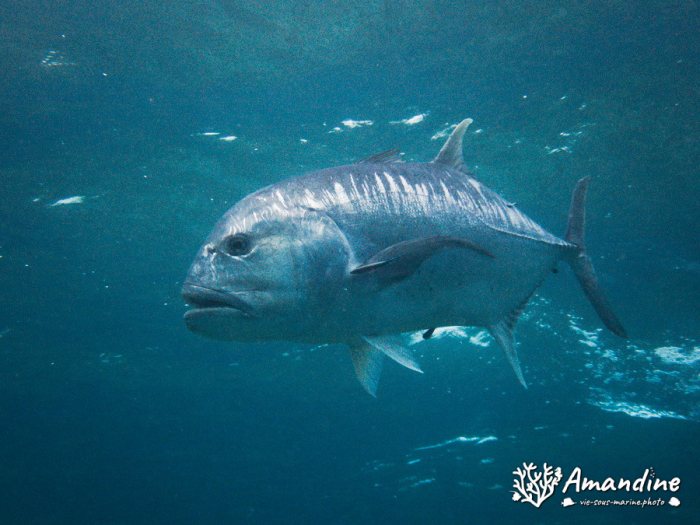 Caranx ignobilis