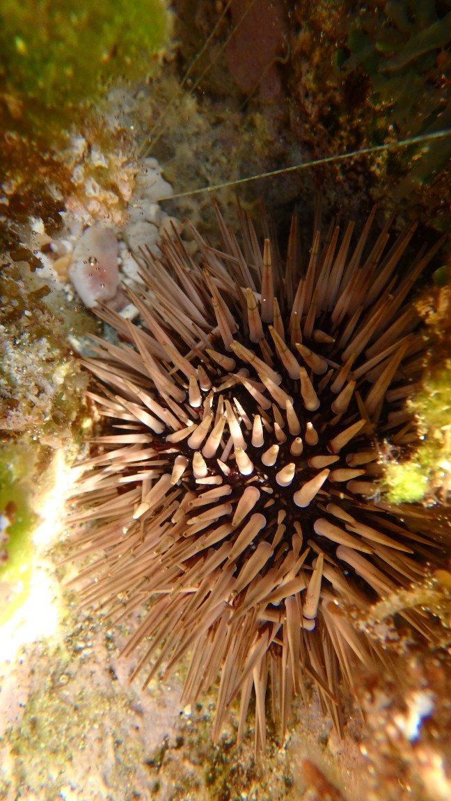 Echinometra mathaei