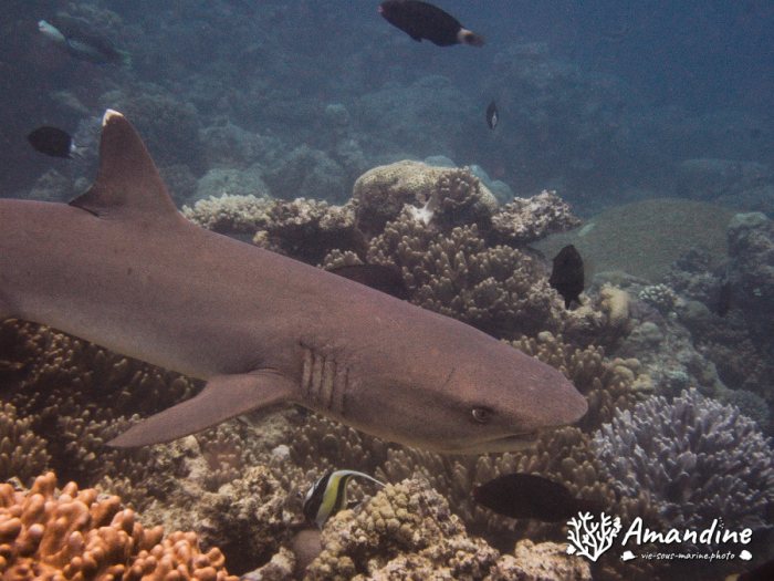 Requin à pointe blanche du lagon