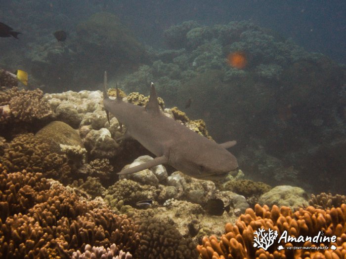 Requin à pointe blanche du lagon