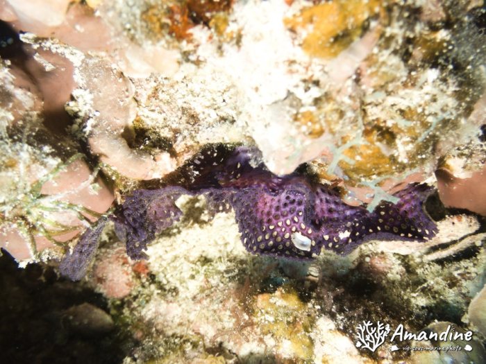 Iodictyum buchneri