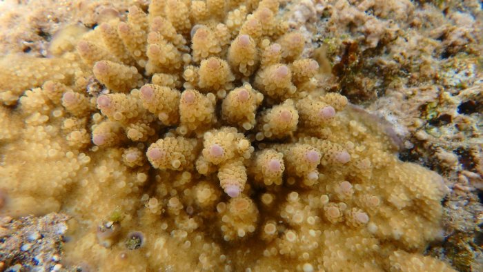 Acropora abrolhosensis