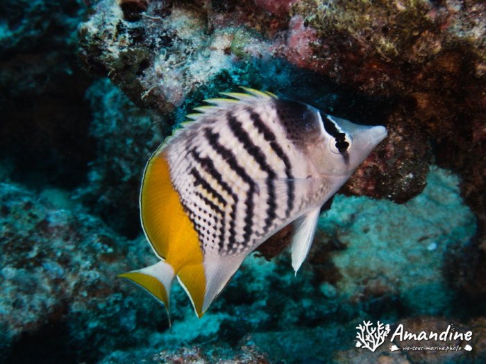 Chaetodon mertensii