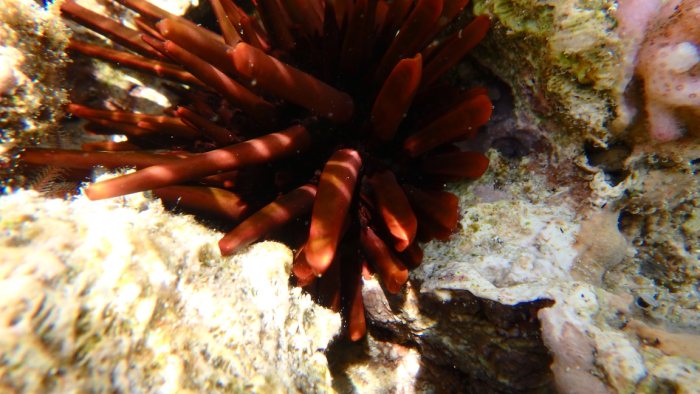 Heterocentrotus mammillatus