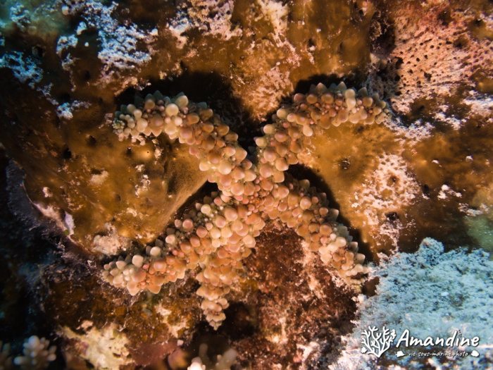 Echinaster callosus