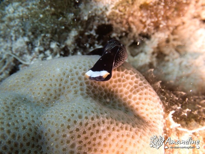 Mariaglaja inornata