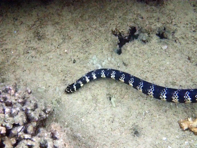 Emydocephalus annulatus
