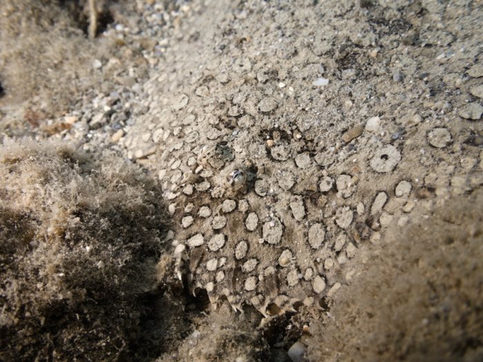 Bothus mancus