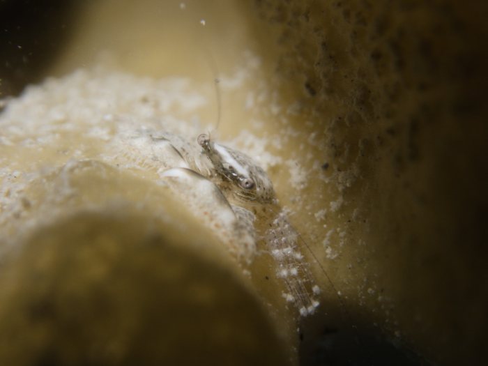 Crabe