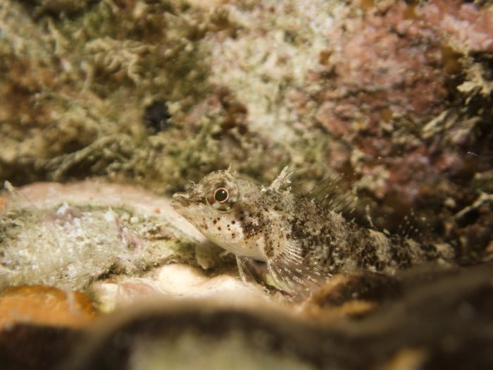 Poisson à trois nageoires