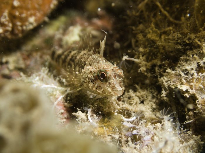 Poisson à trois nageoires