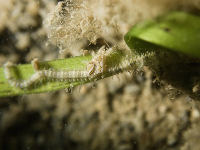 Ophiactis sp.