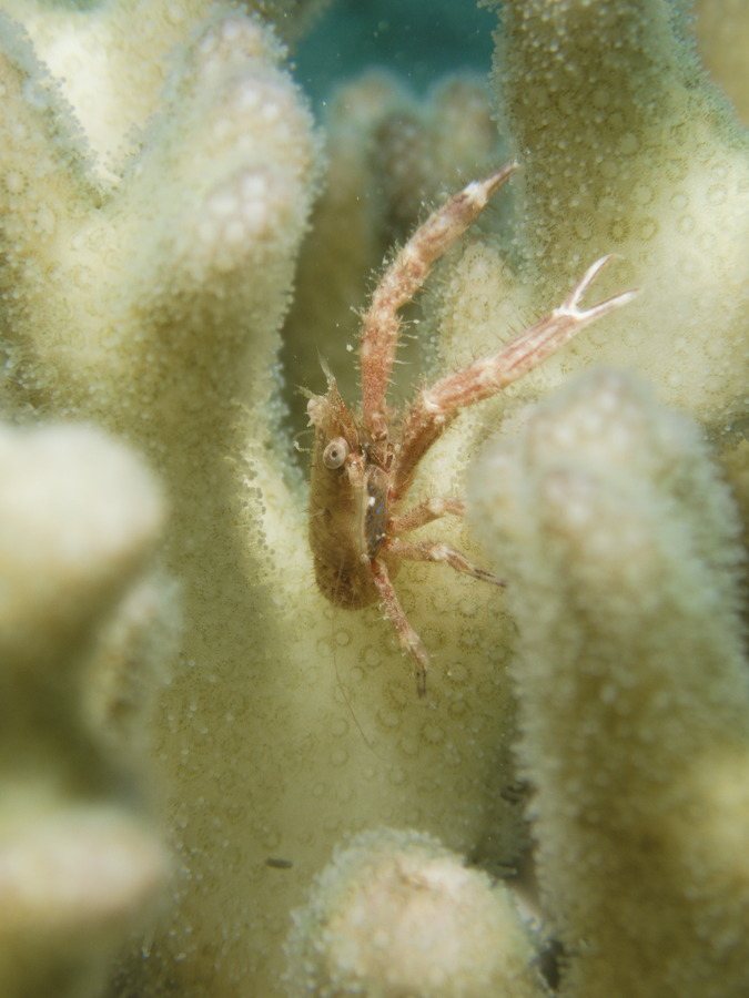 Crabe