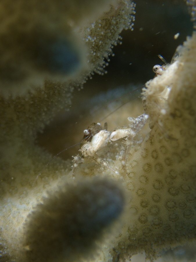 Crabe