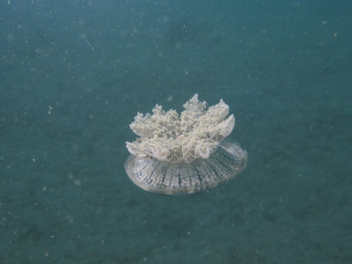 Cassiopea andromeda
