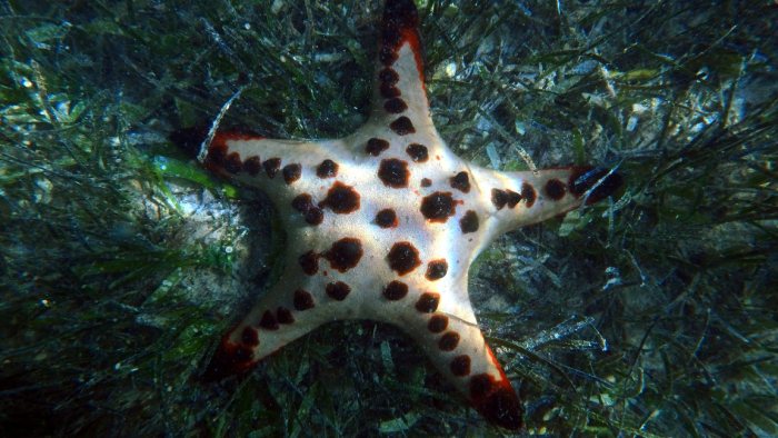 Protoreaster nodosus